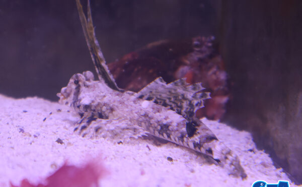 イッポンテグリ