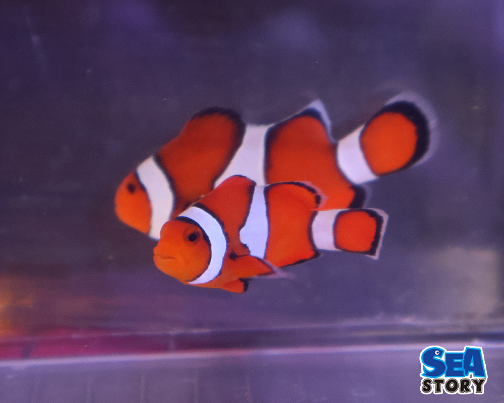 カクレクマノミ　セブ　ペア