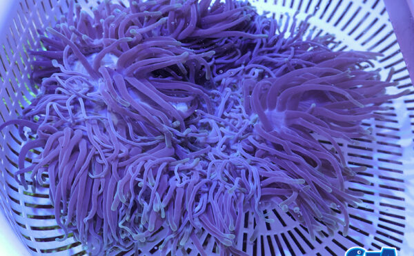 センジュイソギンチャク2