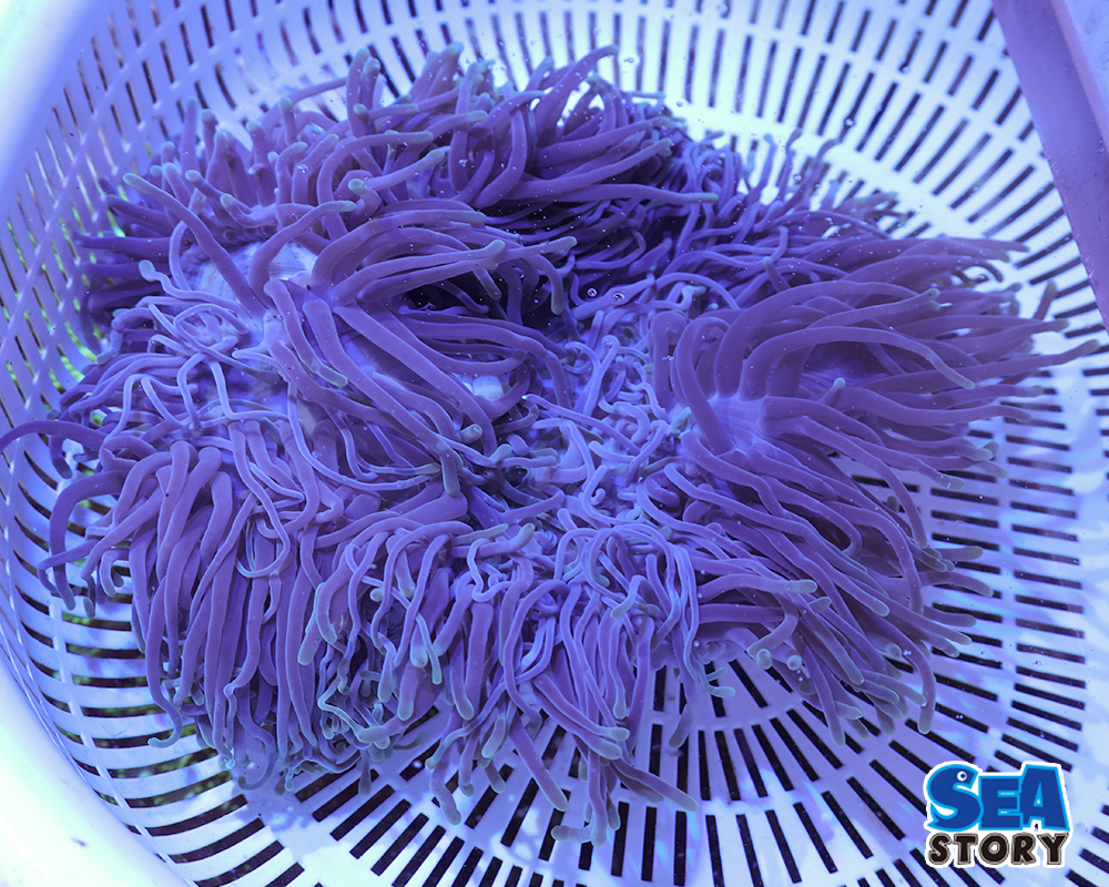 センジュイソギンチャク2