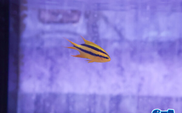 ヒレナガスズメダイ　幼魚