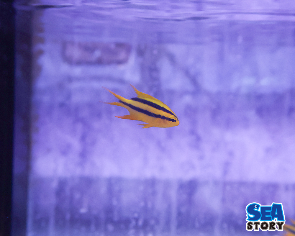 ヒレナガスズメダイ　幼魚