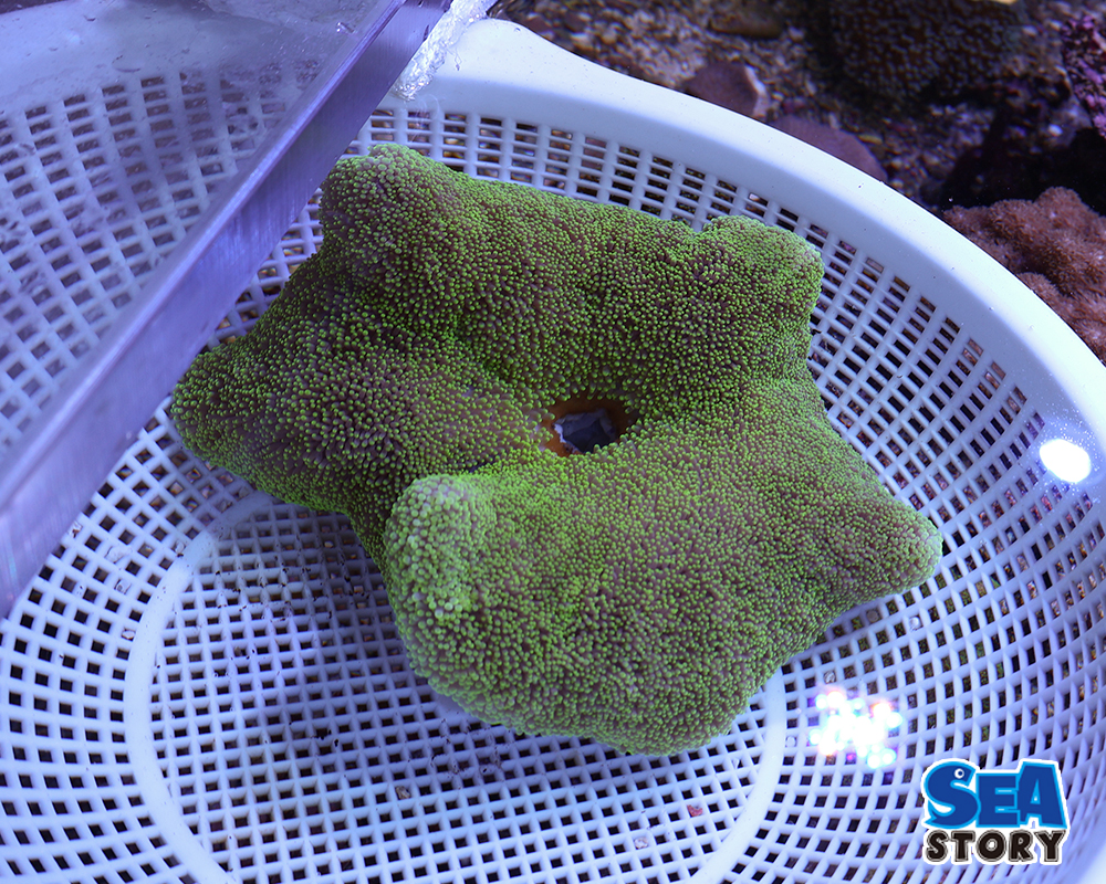 イボハタゴイソギンチャク　メタグリーン