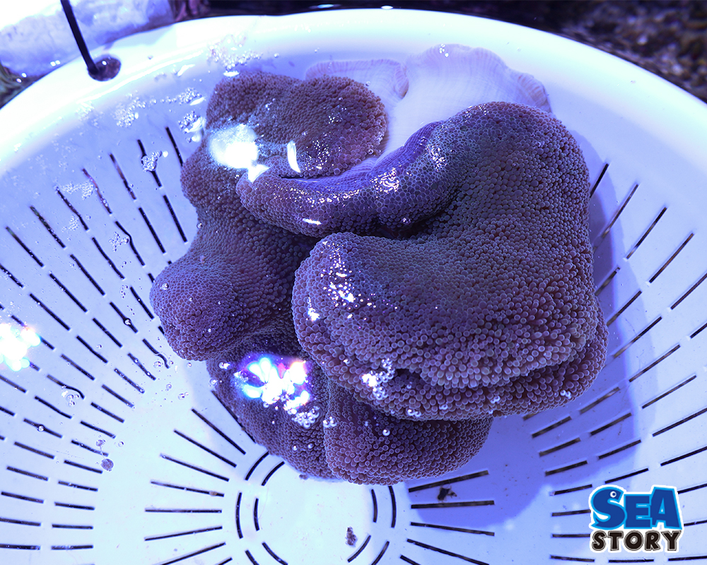 イボハタゴイソギンチャク　パープルグリーン