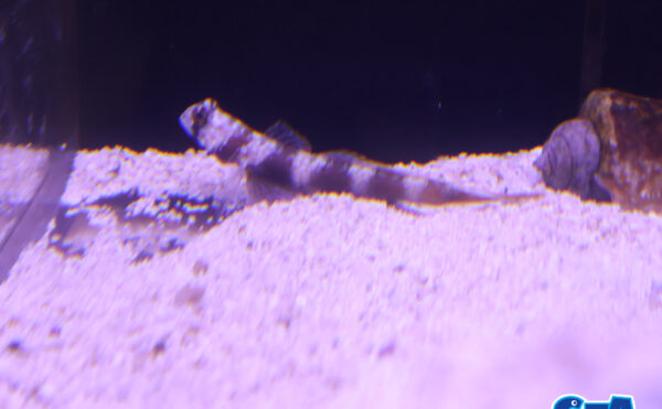 メタリックシュリンプゴビー