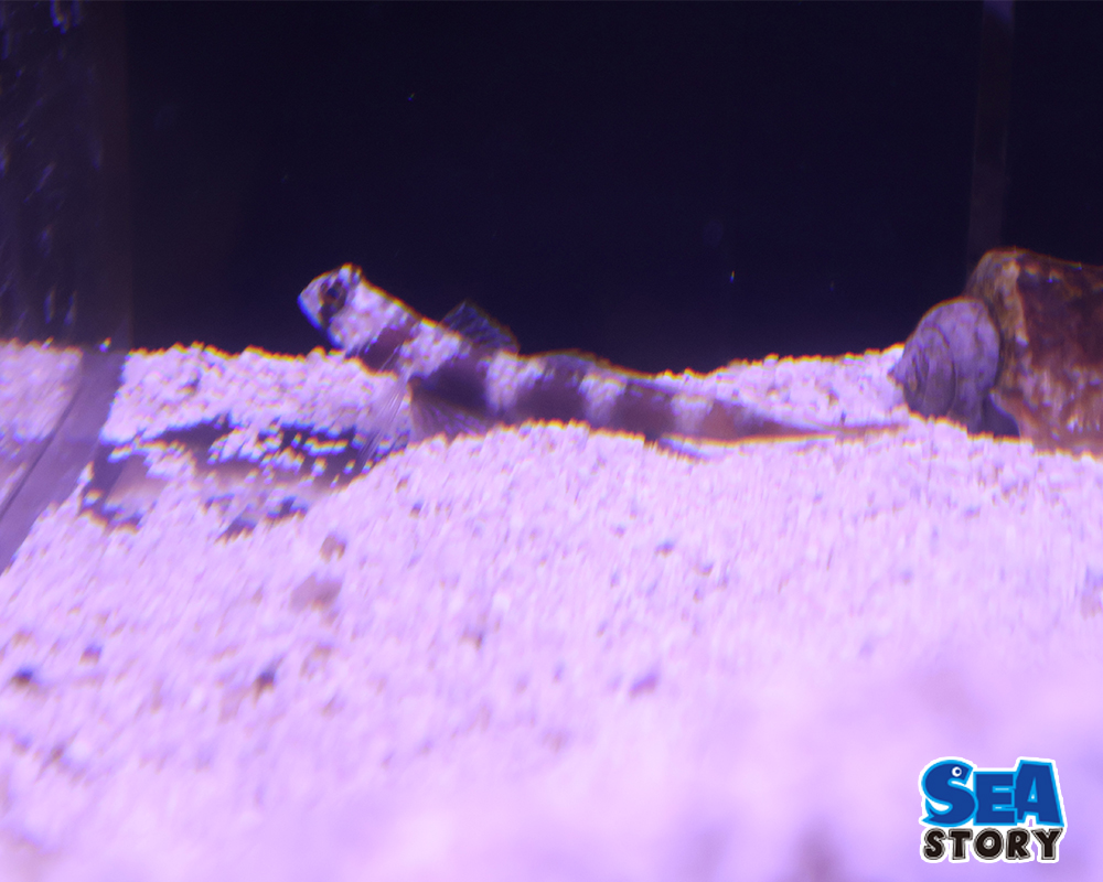 メタリックシュリンプゴビー