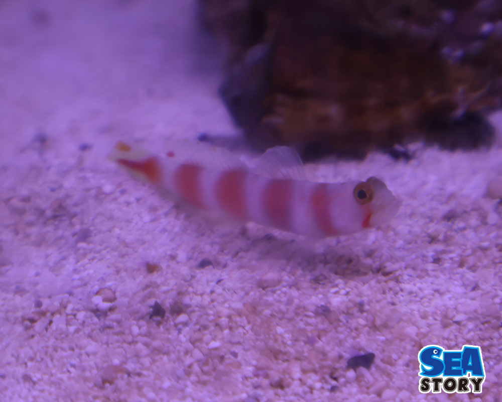 オーロラゴビー