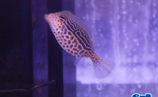 レティキュレイテッドボックス