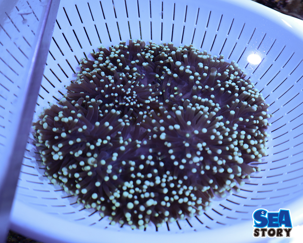 センジュイソギンチャク1