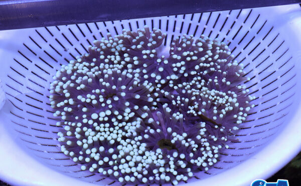 センジュイソギンチャク2