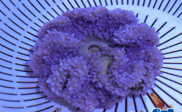 シライトイソギンチャク　パープル系