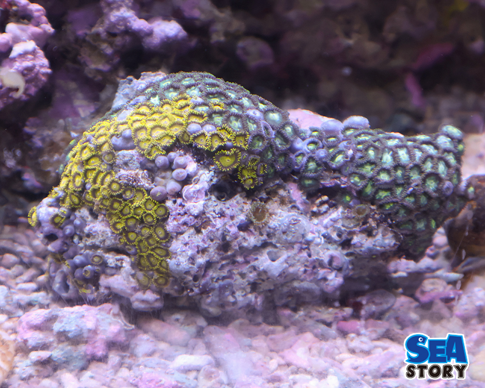 マメスナギンチャク1