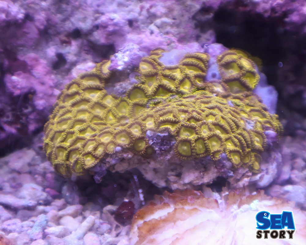 マメスナギンチャク2