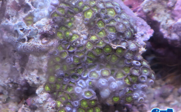 マメスナギンチャク3