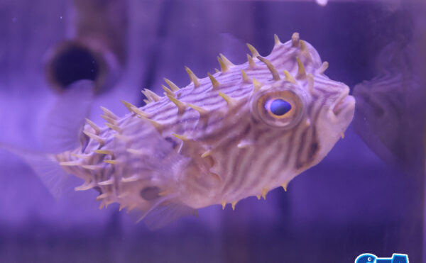 ストライプドバーフィッシュ