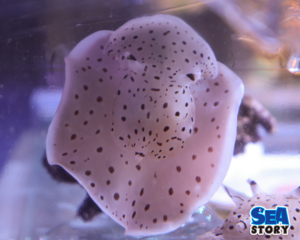 マダラウミフクロウ