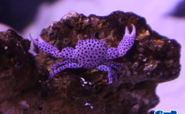オオアカホシサンゴガニ