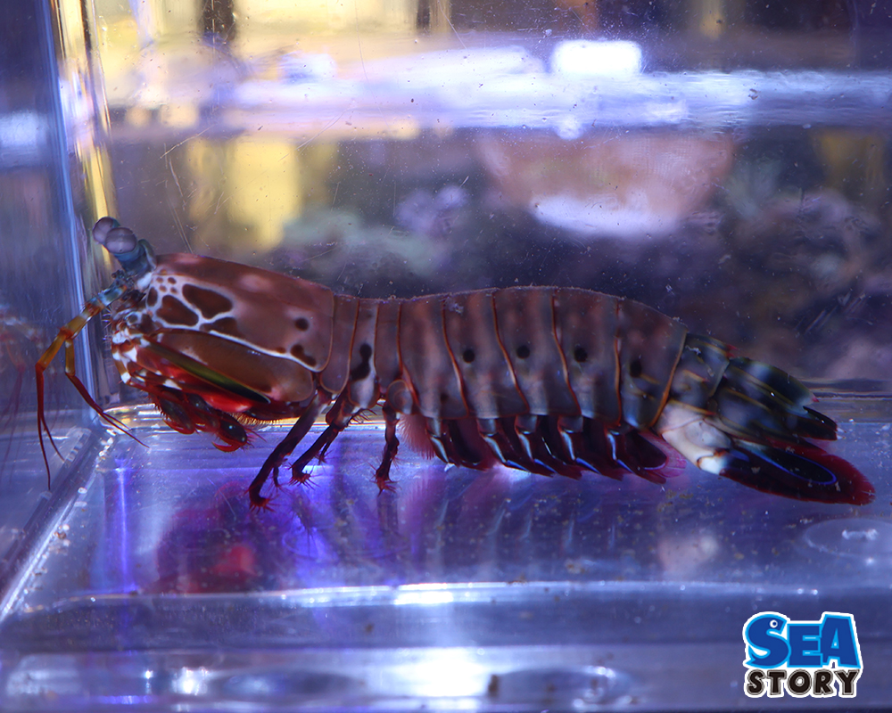 モンハナシャコ