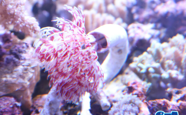 ハードチューブ