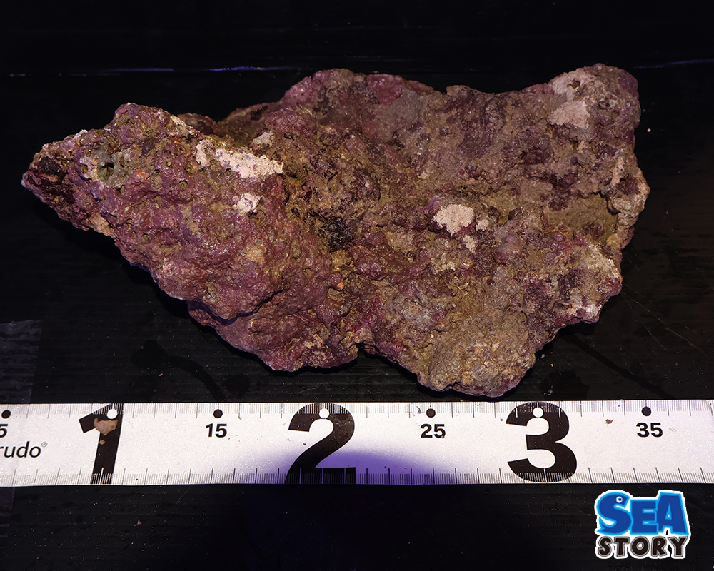 ライブロック53