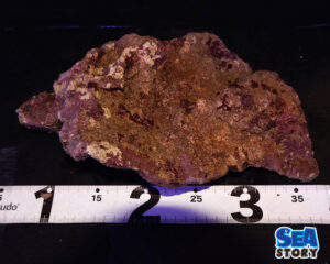 ライブロック53