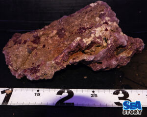 ライブロック53