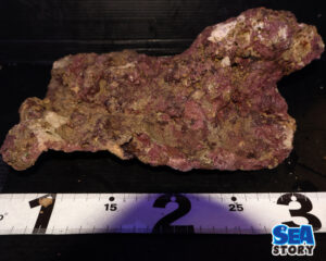 ライブロック53