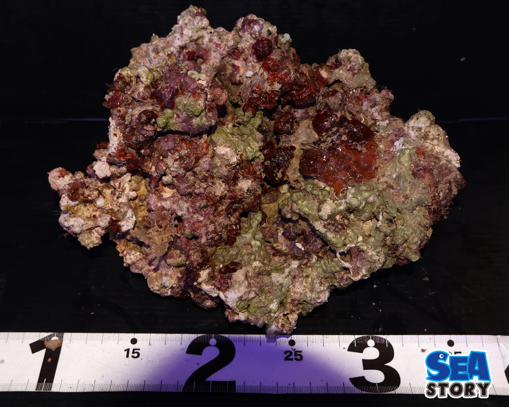 ライブロック54