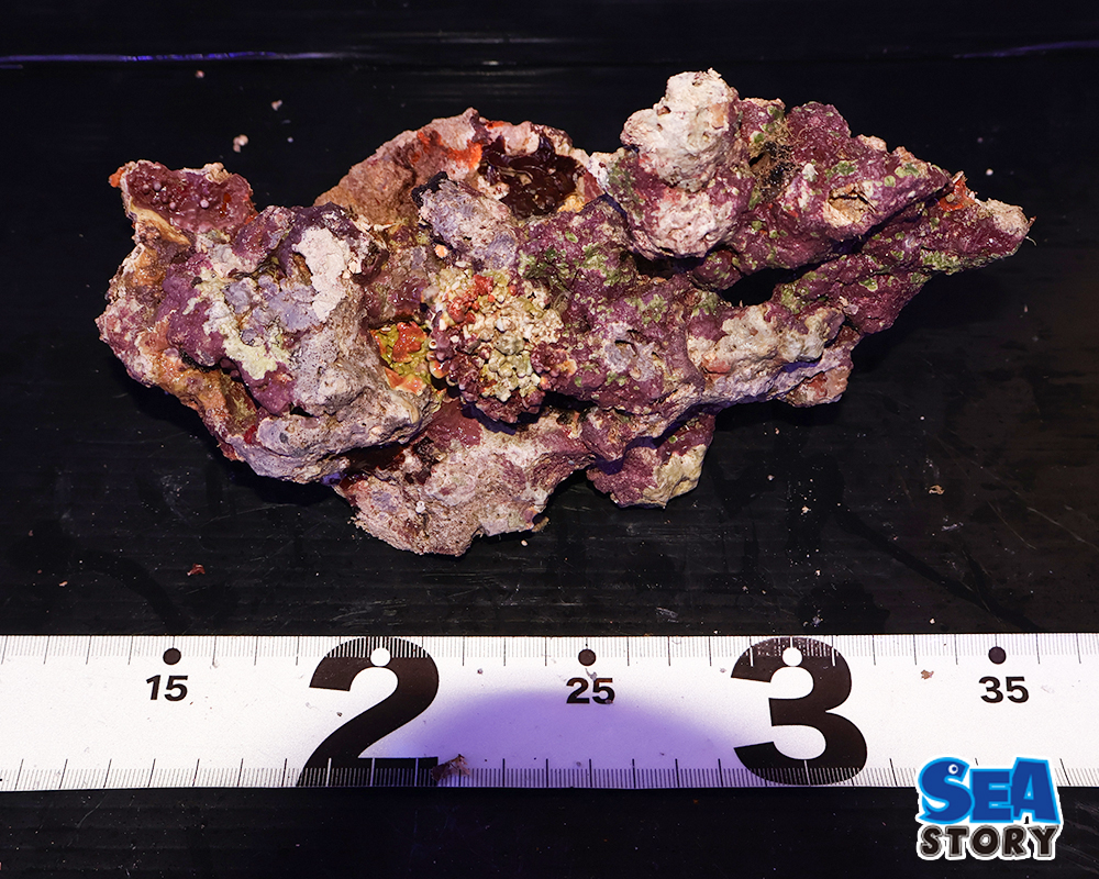 ライブロック55