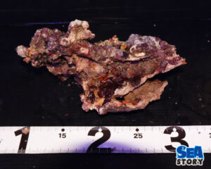 ライブロック55