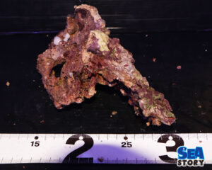 ライブロック55