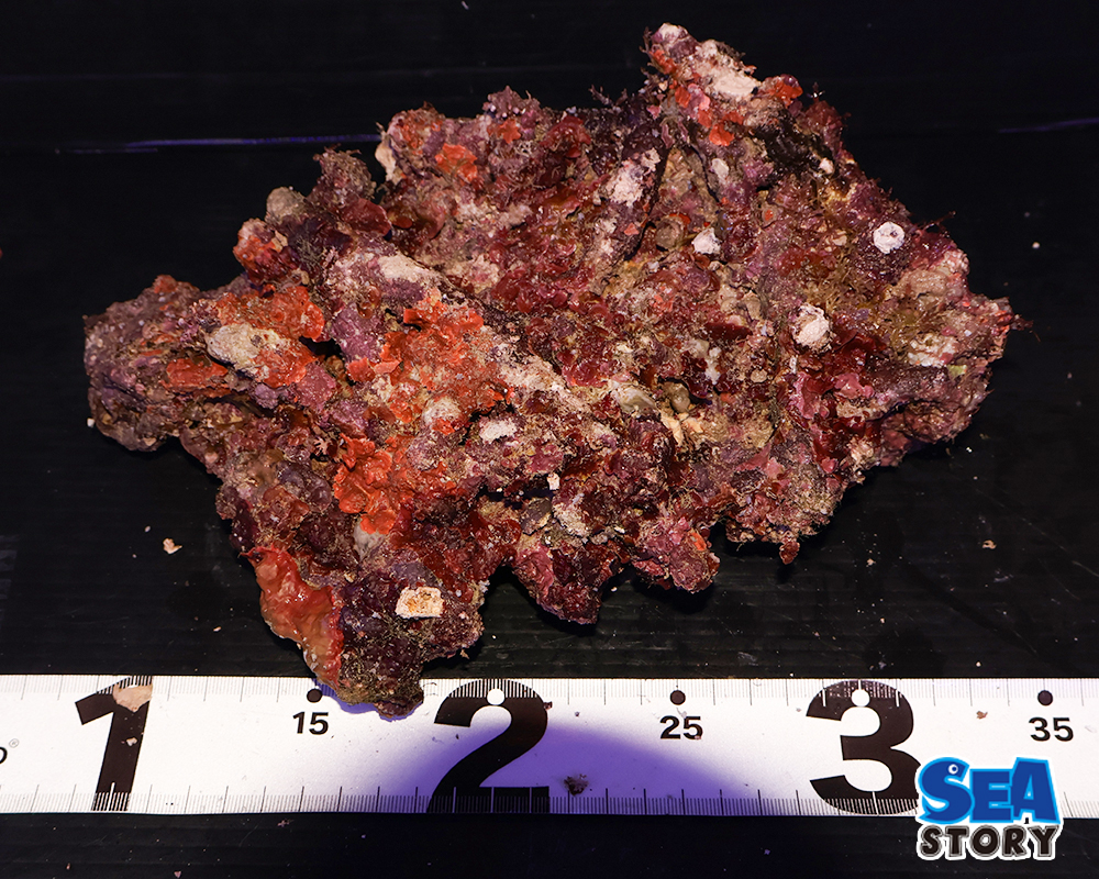 ライブロック56