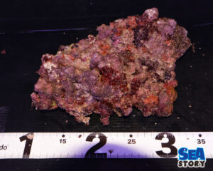 ライブロック56