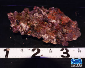 ライブロック56