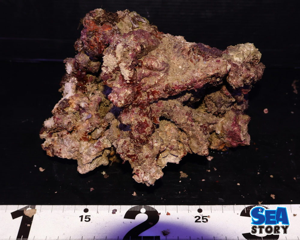 ライブロック57