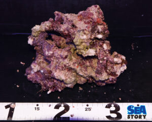 ライブロック57