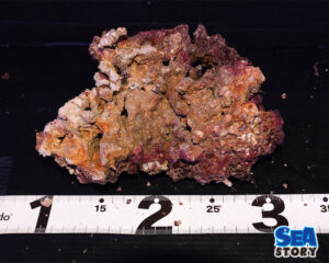 ライブロック57