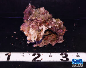 ライブロック57