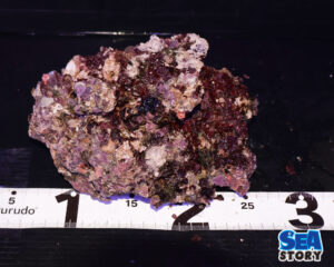 ライブロック58