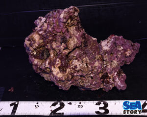 ライブロック59