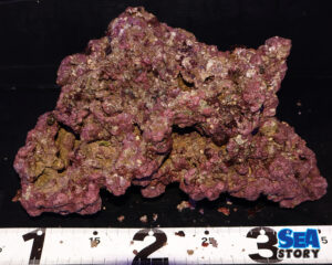 ライブロック59