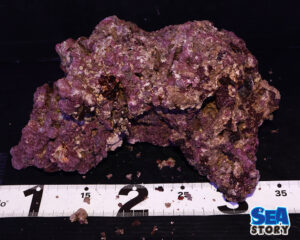 ライブロック59