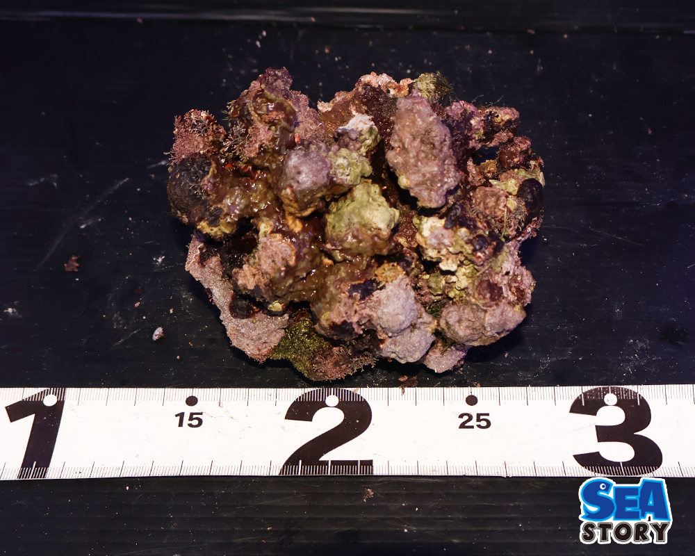 ライブロック　63