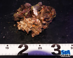 ライブロック63