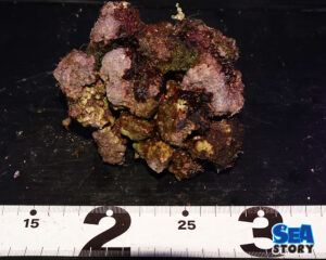 ライブロック63