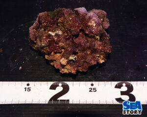 ライブロック63