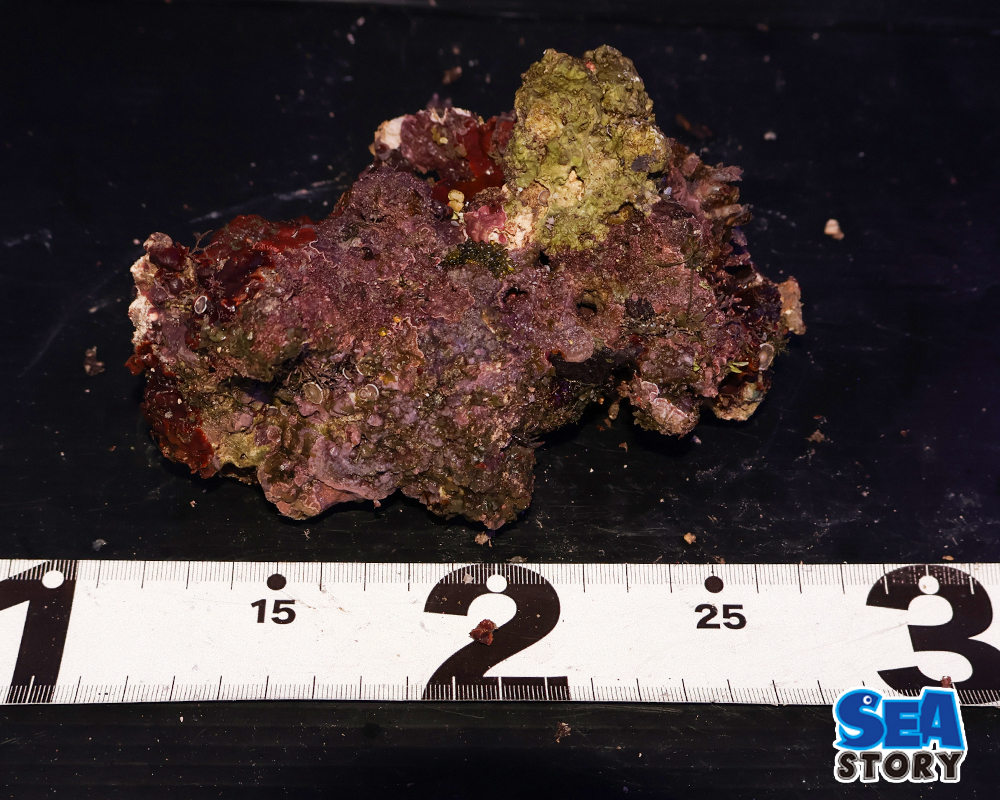 ライブロック　66