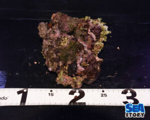 ライブロック67