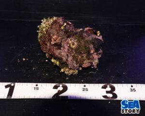 ライブロック67