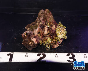 ライブロック67